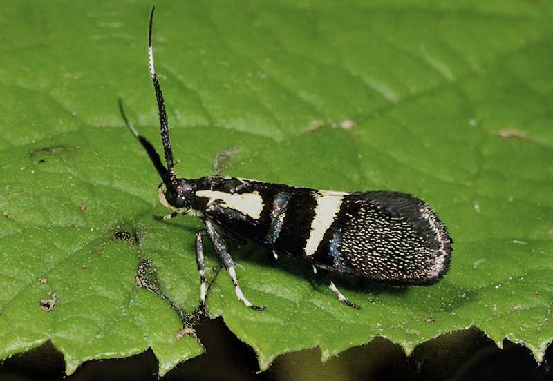 1 Oecophoridae - Dasycera oliviella